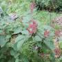 DSCN7096.JPG