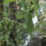DSCN7140.JPG