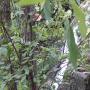DSCN7141.JPG