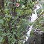 DSCN7142.JPG