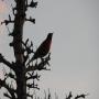 DSCN7368.JPG